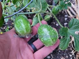 Image result for Cucumis anguria