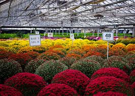 Check spelling or type a new query. A Guide To Growing Magical Mums Strange S Florists Greenhouses And Garden Centers Richmond Va