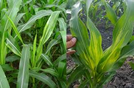 Check spelling or type a new query. Cara Mengatasi Bulai Pada Tanaman Jagung Kampustani Com