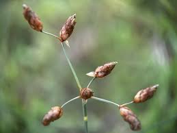 Image result for Tristachya