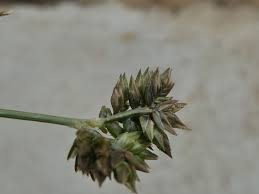 Image result for Tristachya