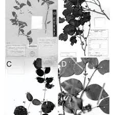 Image result for Memecylon torrei