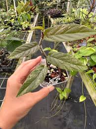 Image result for Fuirena sagittata