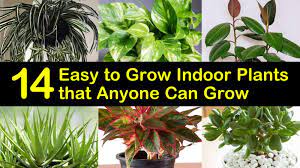 If your idea of indoor gardening is to plop a plant in a corner and splash some water on it once in awhile, this is the list for you. 14 Easy To Grow Indoor Plants That Anyone Can Grow