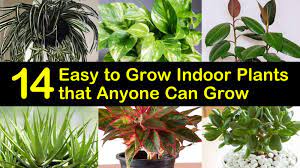 What are the easiest vines to grow indoors? 14 Easy To Grow Indoor Plants That Anyone Can Grow
