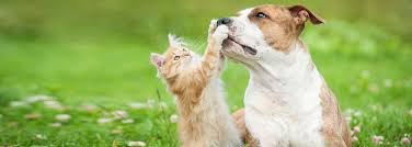 Check spelling or type a new query. Pet Insurance Mckinney Animal Hospital