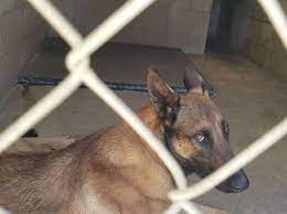 Department of agriculture (usda) has issued four official warnings to birds & animals unlimited for. Pound Like Conditions Exposed At Prominent Hollywood Animal Supplier