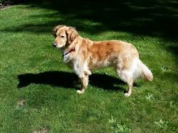Maybe you would like to learn more about one of these? Vancouver Wa Golden Retriever Meet Duke A Pet For Adoption
