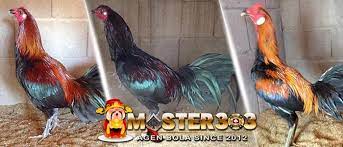 Ciri Ayam Peruvian Yang Asli Negara Peru Keunggulanya Berita Jadwal Sabung Ayam Online S1288 Sv388 Sm558