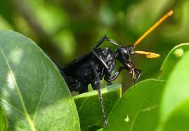 Large black wasp with orange wings. Spider Wasps Tarantula Hawks Don T Mess With These Guys Rolling Harbour Abaco