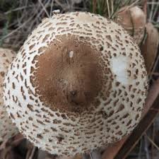 Image result for Macrotyloma stenophyllum