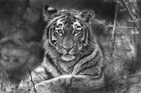 Being able to render your subject accurately as well as add shading and highlights. Original Pencil Drawings From Sri Lanka For Sale Saatchi Art