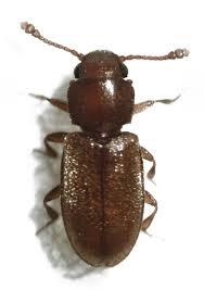We did not find results for: Foreign Grain Beetle Beetles Rare Community Bioblitz 2017 Inaturalist