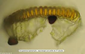 Image result for Samanea leptophylla
