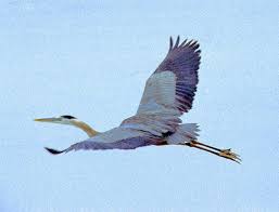 Australian Birds In Flight Images Blue Heron In Flight Original Photograph By Whitebuffalovisions Blue Heron Heron Australian Birds