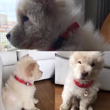 Karsinizda Tatli Yavru Chow Chow Umuz Haydut Tasmasi Biraz Buyuk Oldu Ama Cok Mama Yiyip Buyuyecek Ve Tasmasi Tam Olucak Gule Kopek Chow Chow Kedi