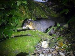 No advertising and no spamming please. Indonesia Wildlife Holiday Mammals Of Java Responsible Travel