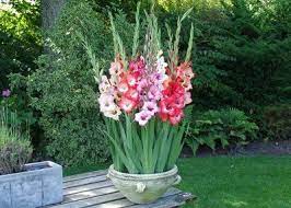 Gladioolisibulad Ouepotti Kasvama Kodu Kauniks Garden Containers Flower Pots Planting Flowers