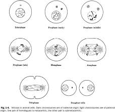 The Best Cell Cycle Mitosis Coloring Worksheet Http Coloring Alifiah Biz The Best Cell Cycle Mitosis Coloring Workshee Mitosis Color Worksheets Cell Cycle
