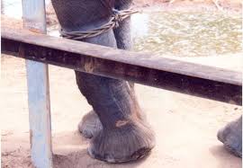 Capture for Captivity | ElephantVoices