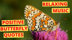 Inspirational Butterfly Quotes Calm And Relaxing Music Youtube Find the quotes you need in julia alvarez's in the time of the butterflies, sortable by theme note: inspirational butterfly quotes calm