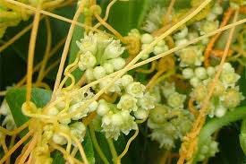 Image result for Cuscuta cassytoides