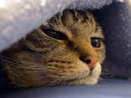 Insulin is vital in your cat's. Cats Get Breast Cancer Too And There S A Lot We Can Learn From It Science Smithsonian Magazine