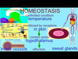 Image result for Temperature Regulation