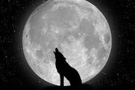 Lone Wolf Wallpaper 1280a 1024 Lone Wolf Wallpapers 38 Wallpapers Adorable Wallpapers Desktop Pinter Wolf Background Wolf Wallpaper Wallpaper Images Hd