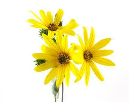 Mum seeds can be gathered whenever they have turned fully brown, and the seeds have started to drop. Collecting Seeds From Your Flowers Thriftyfun