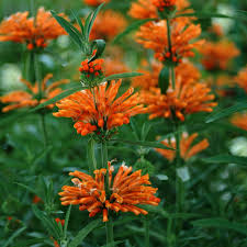 Image result for Leonotis