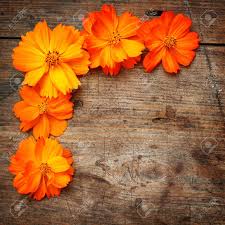 We did not find results for: Orange Flowers On Wooden Background Stock Photo Picture And Royalty Free Image Image 16776365