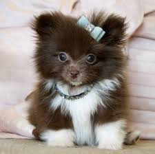 Cute Black And Brown Pomeranian Puppy Cassie S Closet Pomeranian Puppy Teacup Cute Animals Pomeranian Puppy
