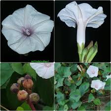 Image result for Astripomoea