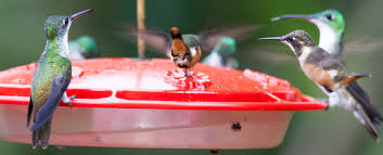 Homemade hummingbird feeder hummingbird food hummingbird garden hummingbird nectar hummingbird photos hummingbird flowers diy bird feeder humming bird feeders humming birds. The Ultimate Guide To Cleaning Hummingbird Feeders 2021 Bird Watching Hq