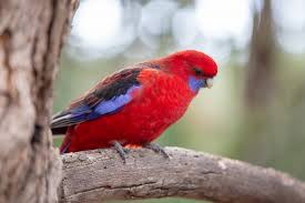 The next one is seeds / pellets. Parakeet Parrot Breed Information Temperament Care Uk Pets