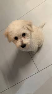 Puppy Mill Rescue Poodle Adoption Story