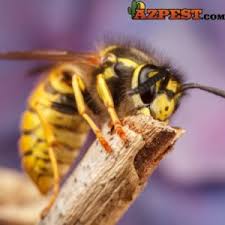 From that information, we can formulate a service that will be affordable, effective, and safe. Arizona Pest Bug Pack Rat Control Termite Control Blog Page 56