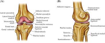 Medial intermuscular septum is connected to the medial lip of its most notable point is named medial epicondyle, which gives connection to the upper end of. Https Www Worldscientific Com Doi Pdf 10 1142 9789814282048 0001