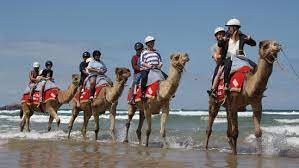 Restaurants near casay on the beach. Sunset Camel Ride Coffs Coast Camels Coffs Harbour Traveller Reviews Tripadvisor