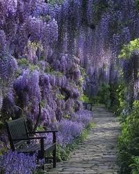 Chinese wisteria (wisteria sinensis) and japanese wisteria (wisteria floribunda) are not native to north america and are considered invasive species in some states. Flowering Climbers 8 Cures For The Common Garden Beautiful Gardens Shade Plants Dream Garden