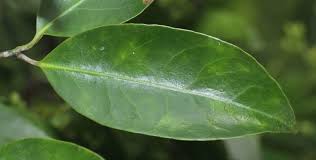 Image result for Hippocratea africana