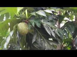 Menyerupai buah sukun india timur. Breadfruit Artocarpus Altilis Buah Sukun Youtube