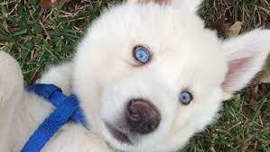 Akc national breed club member. Northern Virginia Husky Puppies Home Facebook