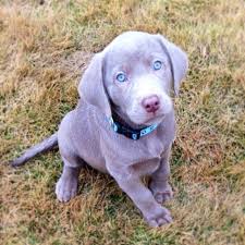 Silver Labrador Puppies Ohio