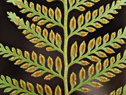 Image result for Dennstaedtiaceae