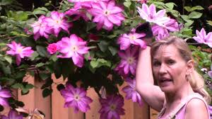 Dig up the root systems, divide the roots carefully and replant in a similar location as the mother plant. Clematis Arch Youtube