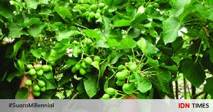 Manfaat daun jarak untuk sembelit atau perut kembung. 5 Khasiat Daun Jarak Pagar Untuk Berbagai Jenis Penyakit