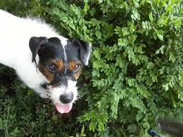 The parson russell terrier is a small, jovial dog that comes in two coat types: Jack Russell Terrier Dog Breed Hypoallergenic Health And Life Span Petmd