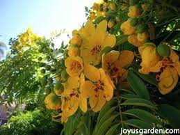 Green flowers in santa barbara, ca. Flowering Trees In Santa Barbara California Joy Us Garden